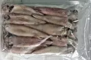 патагонский кальмар